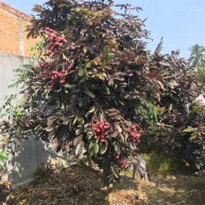 Cây giống nhãn xuồng tím chuẩn F1 cơm vàng, trái to, thịt dày, mau cho trái