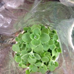 Chậu cây Nhất Mạt Hương - Sen Đá Lá Thơm mùi bạc hà - Plectranthus hadiensis var tomentosa