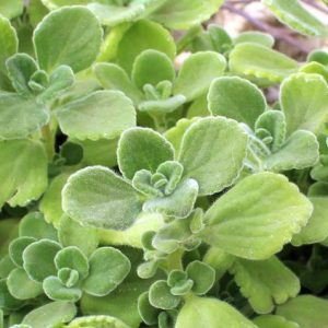 Chậu cây Nhất Mạt Hương - Sen Đá Lá Thơm mùi bạc hà - Plectranthus hadiensis var tomentosa