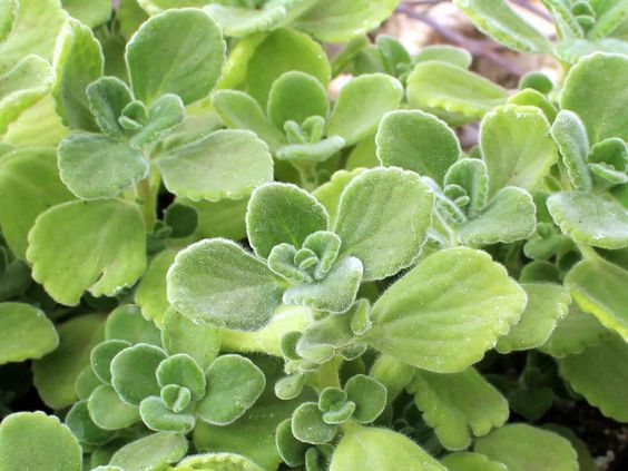Chậu cây Nhất Mạt Hương - Sen Đá Lá Thơm mùi bạc hà - Plectranthus hadiensis var tomentosa