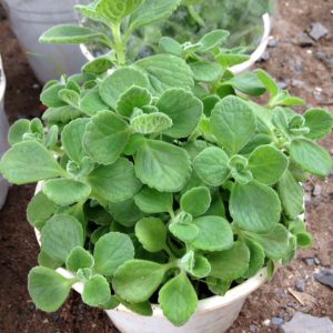 Chậu cây Nhất Mạt Hương - Sen Đá Lá Thơm mùi bạc hà - Plectranthus hadiensis var tomentosa