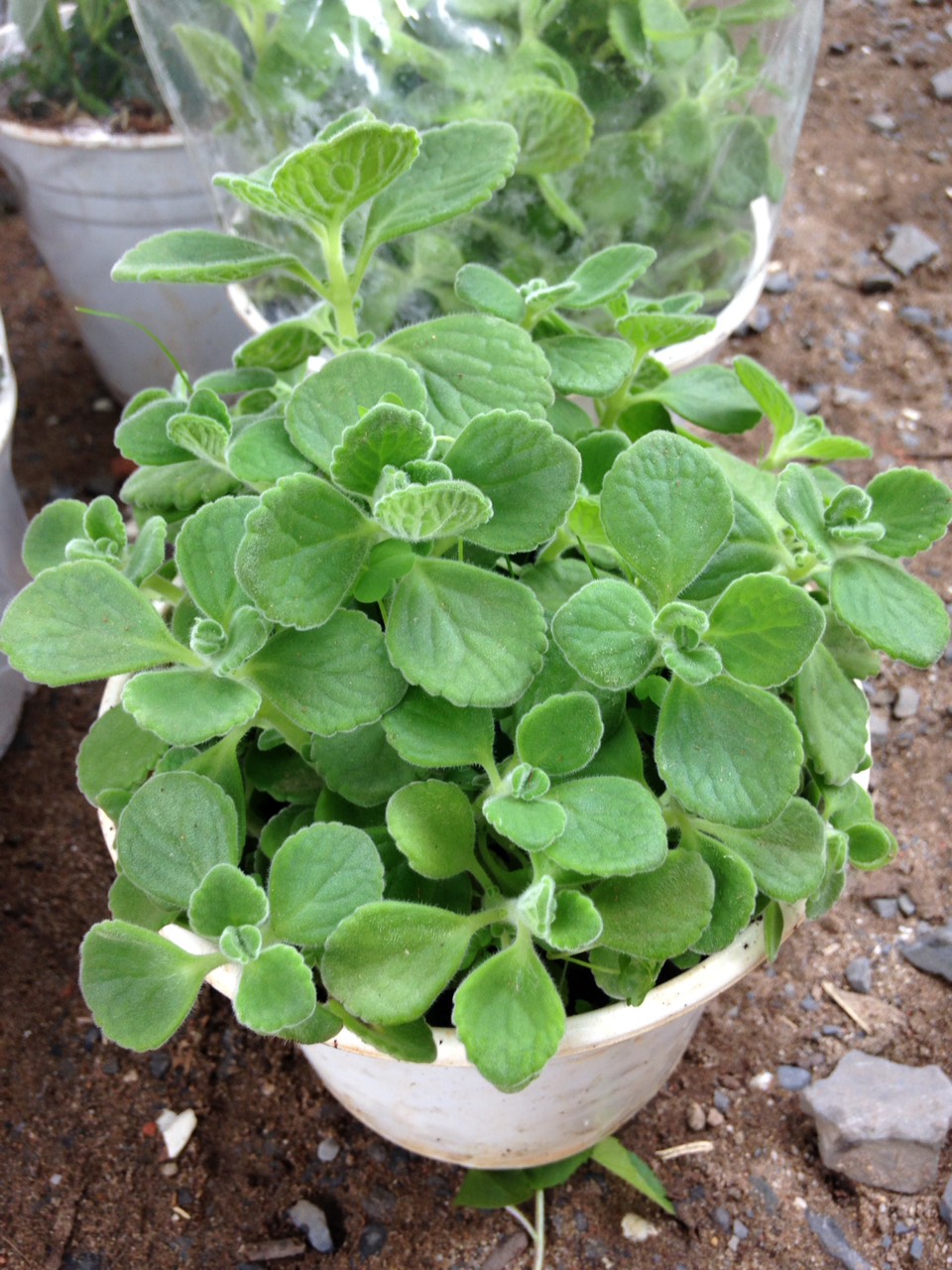 nhat-mat-huong-3-2 Chậu cây Nhất Mạt Hương - Sen Đá Lá Thơm mùi bạc hà - Plectranthus hadiensis var tomentosa
