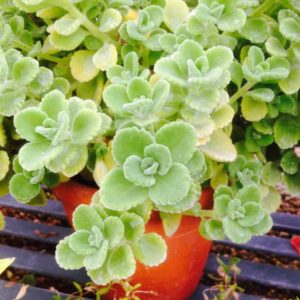 Chậu cây Nhất Mạt Hương - Sen Đá Lá Thơm mùi bạc hà - Plectranthus hadiensis var tomentosa