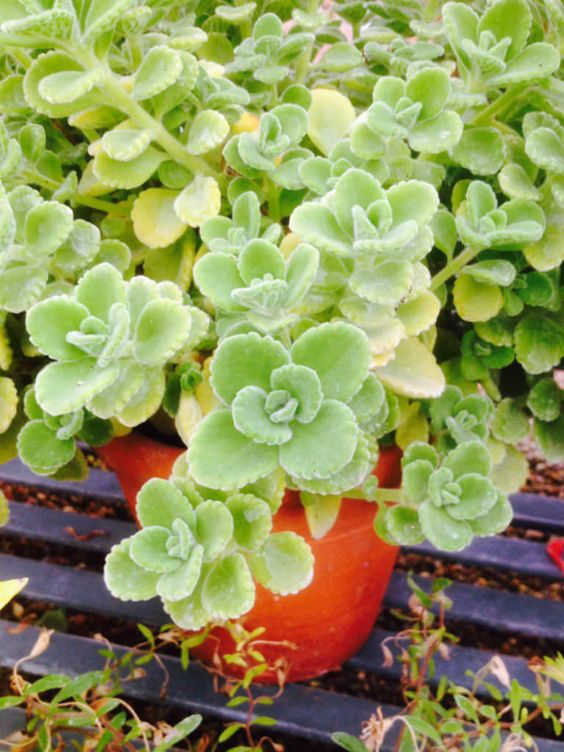 Chậu cây Nhất Mạt Hương - Sen Đá Lá Thơm mùi bạc hà - Plectranthus hadiensis var tomentosa