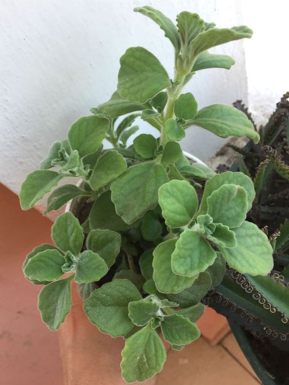 Chậu cây Nhất Mạt Hương - Sen Đá Lá Thơm mùi bạc hà - Plectranthus hadiensis var tomentosa