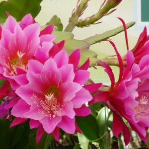 Gói 30 hạt giống hoa nhật quỳnh - hoa lan càng cua