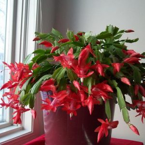 Gói 30 hạt giống hoa nhật quỳnh - hoa lan càng cua