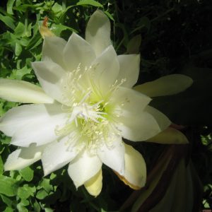 Gói 30 hạt giống hoa nhật quỳnh - hoa lan càng cua