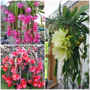 Gói 30 hạt giống hoa nhật quỳnh - hoa lan càng cua