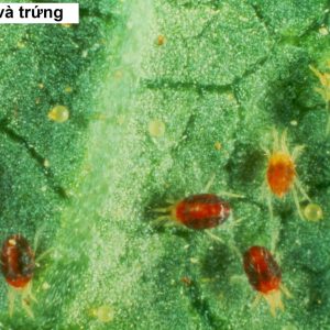 Chai 20ml huốc trừ sâu hữu cơ dầu khoáng SK Enspray 99EC