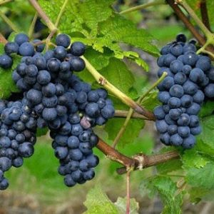 Nho Hạ  Đen không hạt - năng suất cao