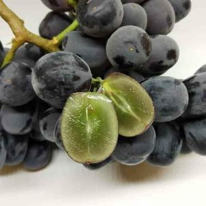 Nho Hạ  Đen không hạt - năng suất cao