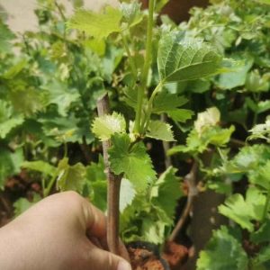 Nho Hạ  Đen không hạt - năng suất cao