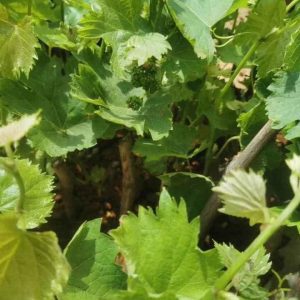 Nho Hạ  Đen không hạt - năng suất cao