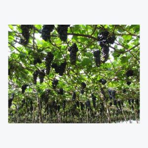 Nho Hạ  Đen không hạt - năng suất cao