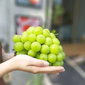 Cây giống nho sữa Hàn Quốc trái xanh siêu ngọt
