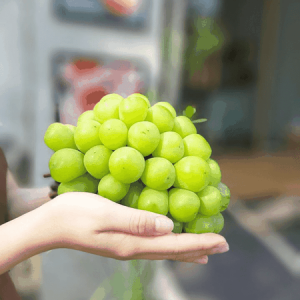 Cây giống nho sữa Hàn Quốc trái xanh siêu ngọt