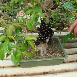 Cây giống Nho Thân Gỗ Tứ Quý - Giống Nhập khẩu cho quả quanh năm - Cây 1 năm tuổi bầu rễ ổn định