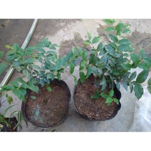 Cây giống Nho Thân Gỗ Tứ Quý - Giống Nhập khẩu cho quả quanh năm - Cây 1 năm tuổi bầu rễ ổn định