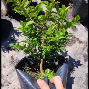 Cây giống Nho Thân Gỗ Tứ Quý - Giống Nhập khẩu cho quả quanh năm - Cây 1 năm tuổi bầu rễ ổn định