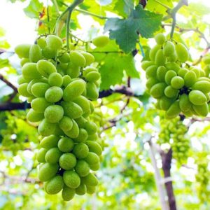 Cây giống nho sữa Hàn Quốc trái xanh siêu ngọt