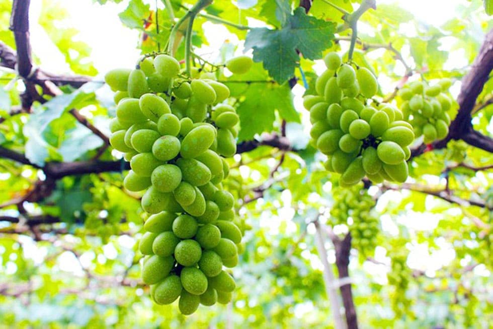 Cây giống nho sữa Hàn Quốc trái xanh siêu ngọt