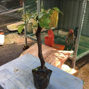 Cây giống nho sữa Hàn Quốc trái xanh siêu ngọt