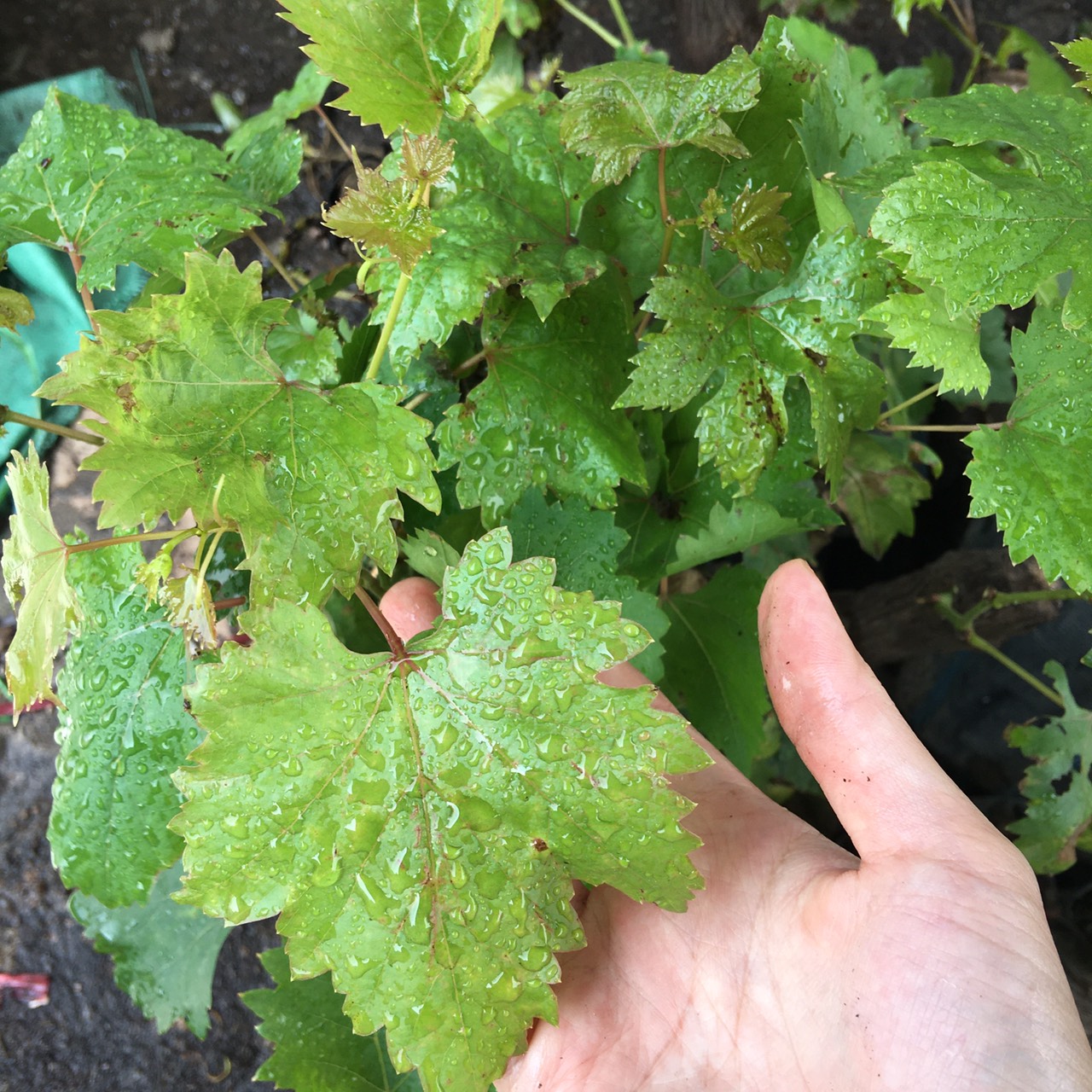 Cây giống nho sữa Hàn Quốc trái xanh siêu ngọt