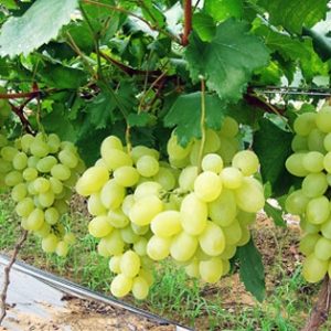 Cây giống nho sữa Hàn Quốc trái xanh siêu ngọt