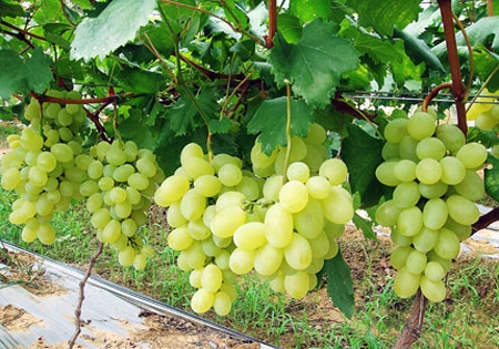 Cây giống nho sữa Hàn Quốc trái xanh siêu ngọt