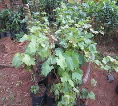 Cây giống nho sữa Hàn Quốc trái xanh siêu ngọt