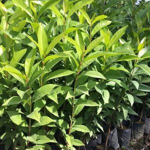 1kg lá vối tươi giải nhiệt cho cơ thể, mát gan, lợi tiểu, giảm cân