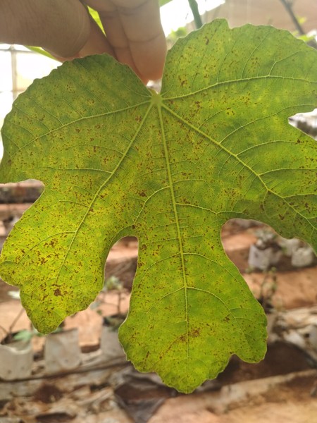 Những điều cần biết khi trồng cây Sung Mỹ Trí Nguyễn