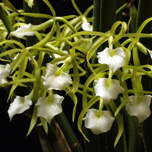 Chậu cây lan Brass - Nữ Hoàng Bóng Đêm  hoa TRẮNG