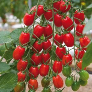 Cây giống cà chua nova đỏ ươm vỉ