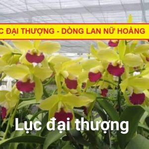 Cây giống lan Nữ Hoàng Đài Loan - Lục Đại Thượng hoa thơm màu vàng, lưỡi hồng đỏ - giao cây giống 2 năm tuổi như hình