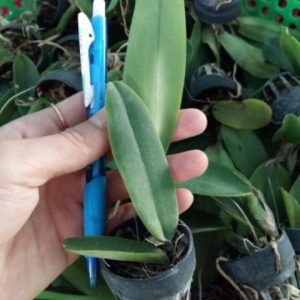 Cây giống lan Nữ Hoàng Đài Loan - Lục Đại Thượng hoa thơm màu vàng, lưỡi hồng đỏ - giao cây giống 2 năm tuổi như hình