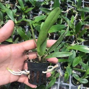 Cây giống lan Nữ Hoàng Đài Loan - Lục Đại Thượng hoa thơm màu vàng, lưỡi hồng đỏ - giao cây giống 2 năm tuổi như hình