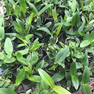 Cây giống lan Nữ Hoàng Đài Loan - Lục Đại Thượng hoa thơm màu vàng, lưỡi hồng đỏ - giao cây giống 2 năm tuổi như hình