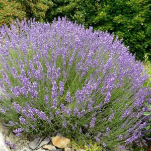 Chậu cây Lavender - Oải Hương đang nụ và bông