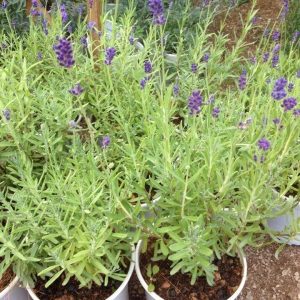 Chậu cây Lavender - Oải Hương đang nụ và bông