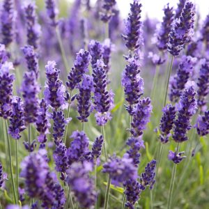 Chậu cây Lavender - Oải Hương đang nụ và bông