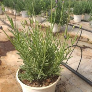 Gói 50 hạt giống hoa oải hương - Lavender