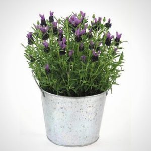 Chậu cây lavender đang hoa