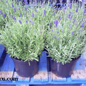 Chậu cây Lavender - Oải Hương đang nụ và bông