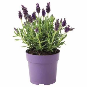 Gói 50 hạt giống hoa oải hương - Lavender