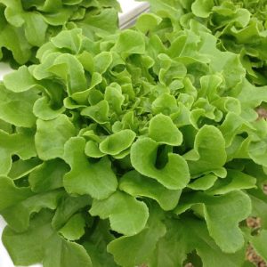 Gói 4GR hạt giống Xà Lách Sồi Xanh Okaleaf