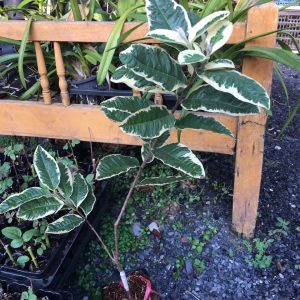 Cây giống ổi Ruby cẩm thạch ruột đỏ