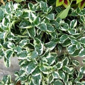 Cây giống ổi Ruby cẩm thạch ruột đỏ