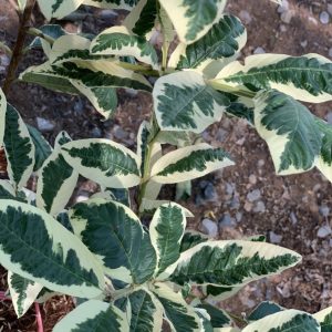 Cây giống ổi Ruby cẩm thạch ruột đỏ